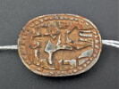 scarabée à pattes hypertrophiées, image 1/3
