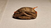 scarabée, image 4/4