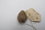 perle cauroïde, image 2/2