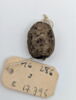 scarabée, image 2/2