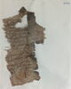 papyrus, image 2/6