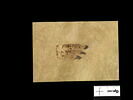parchemin ; fragment, image 1/2