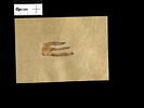 parchemin ; fragment, image 2/2