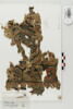 décor de textile ; fragment, image 1/2