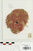 orbiculus ; fragment, image 1/2