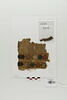 bande de poignet ; fragment, image 1/2