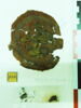 orbiculus ; fragment, image 2/2