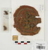 orbiculus ; fragment, image 1/2