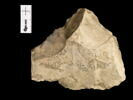 ostracon, image 2/2