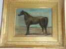 Cheval arabe de profil à gauche, image 3/5