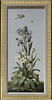Huit tableaux représentant diverses espèces de lys : Hemerocallis fulva (Hémérocalle fauve), Amaryllis curvifolia (Amarillys à feuilles recourbées), Morea vaginata (Morée à longue gaine), image 1/2
