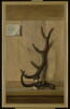 Tête bizarre d'un cerf pris par le Roi dans la forêt de Compiègne le 3 juillet 1741, image 1/4