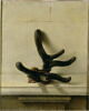 Tête bizarre d'un cerf pris par le Roi à Fontainebleau au mois d' avril  1742, image 1/3