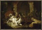 Cheval dévoré par des fauves, image 22/22
