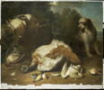 Gibier gardé par un chien barbet, image 1/3