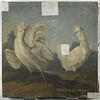 Poules blanches, image 1/4