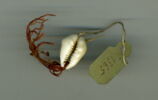 cauris ; perle, image 1/2