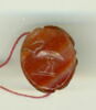 scarabée, image 1/2