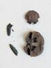 insecte ; fragments, image 1/2