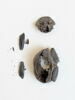 insecte ; fragments, image 2/2
