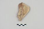 ostracon, image 1/3