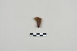 ostracon, image 2/3
