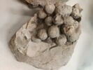 Raisins, image 2/3