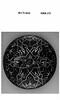 Fond de coupe : Le Triomphe de Galatée, image 3/4