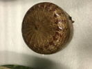 Etui de bombonnière, image 1/2