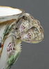 Tasse et soucoupe à anse en forme de papillon, d'une paire (OA 8041), image 5/10