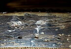 Fauteuil couvert en tapisserie de Beauvais, d'un ensemble de dix (OA 6657 à OA 6666), image 2/2