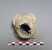 goulot de vase, image 1/2