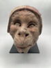 Tête de singe avec un bonnet rouge et blanc, image 1/6