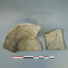 cuvier, image 4/10