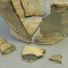 cuvier, image 10/10