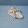cuvier, image 1/3