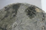 pot, image 3/4