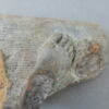 sculpture, fragment, image 1/6