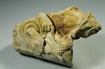 Relief représentant un fleuve couché, main retenant une draperie sur un torse masculin nu, image 5/7