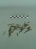 dent de peigne, image 3/3