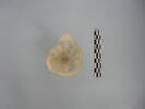 verre à jambe à bouton, image 2/3