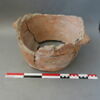 cuvier, image 2/3