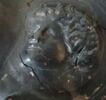 guttus, image 2/2