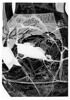 amphore, image 5/7