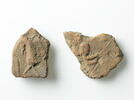 sima, image 2/2