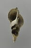 coquillage, image 2/2