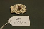 Fragment de mosaïque, image 2/2