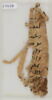 Papyrus, image 1/2
