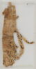 Papyrus, image 2/2