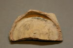 Fragment de fond de coupe, image 2/2